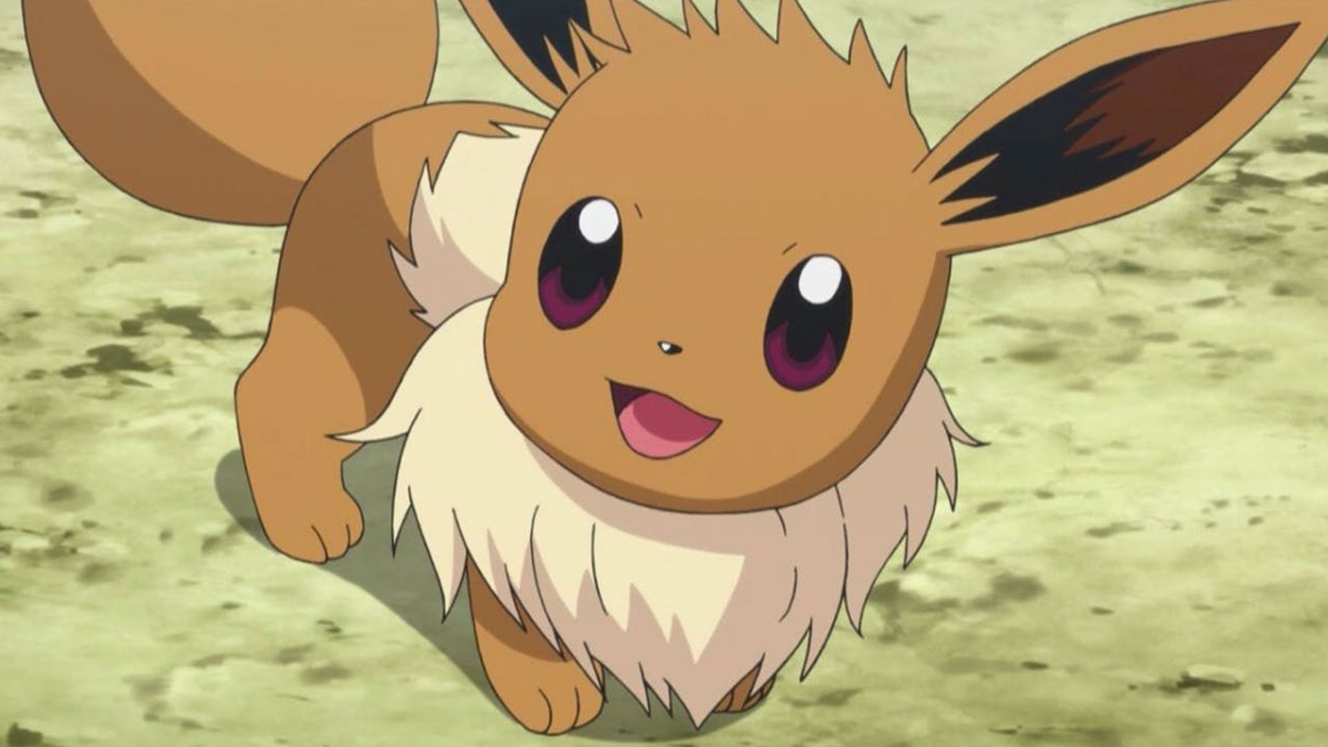 Journée Communauté Évoli - Guide de l'étude ponctuelle du Community Day